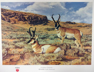 Midday Repose Pronghorn