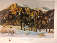 Rocky Mountain Bighorns - Bighorn Sheep - Rocky Mountain Bighorns - Bighorn Sheep