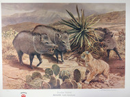 Border Patrol - Javelina - Border Patrol - Javelina