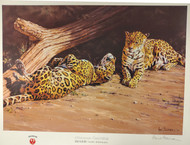 Afternoon Courtship - Jaguar - Afternoon Courtship - Jaguar