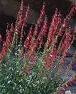 FIRECRACKER PENSTEMON