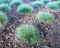 IDAHO FESCUE