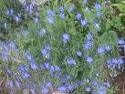 BLUE FLAX