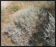 RUBBER RABBITBRUSH