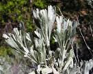 WYOMING BIG SAGE