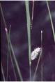 WOOLY SEDGE