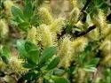 YELLOW WILLOW