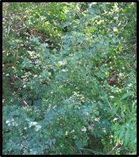 UTAH SERVICEBERRY