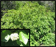 REDOSIER DOGWOOD