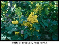 CREEPING OREGON GRAPE