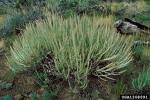 MOUNTAIN BIG SAGEBRUSH
