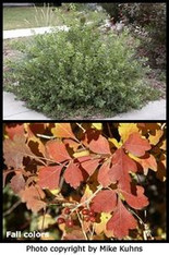 OAKLEAF SUMAC
