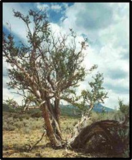 CLIFFROSE