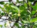 BIRCHLEAF MOUNTAIN MAHOGANY