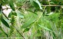 PEACHLEAF WILLOW