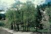 NARROWLEAF COTTONWOOD