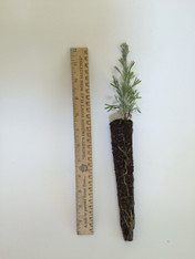 Black Sagebrush