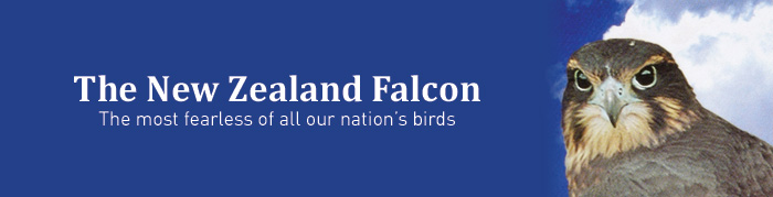 falcon-header-image.jpg