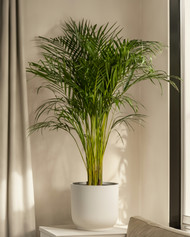 Palm