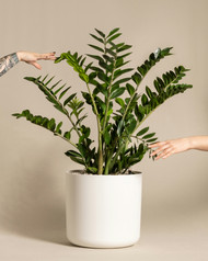 ZZ Plant