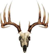 Mossy Oak Skull Series Whitetail Typical Decal