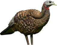 Avian X Turkey Decoy Breeder