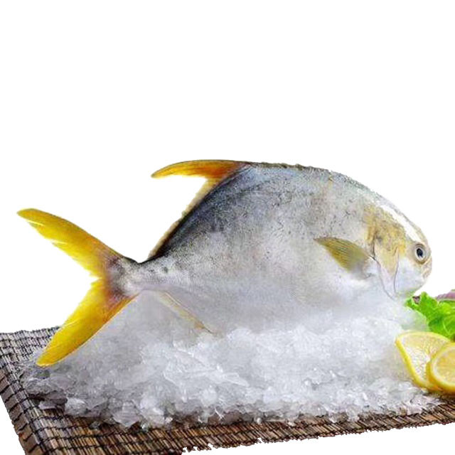 Frozen Golden Pompano Fish XL 750 gr DIZIN Online Store
