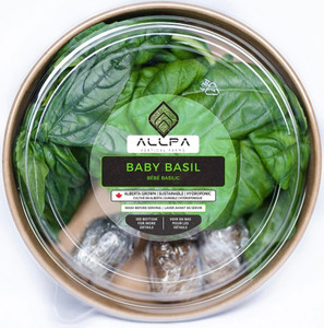 Baby Basil - Allpa
