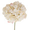 Vibrant Hydrangeas Flowers in Creamy White with Touch of Pink