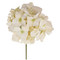 Variegated Long Stem Hydrangea Flowers in Ivory