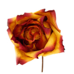 Short Stem Rose in Burgandy Gold Set of 6 Roses
