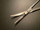 Blade photo of V. Mueller CH5680 Potts-Smith Dissecting Scissors, CVD, 7.5"