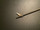 Blade photo of BOSS 93-5705 Nasal Sinus Scissors, STR, 8.75"