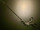 Handle photo of Storz 33321LFD Clickline Laparoscopic Grasping Forceps, DA, 5mm