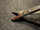 Blade photo of Storz N3090 Becker Septum Scissors