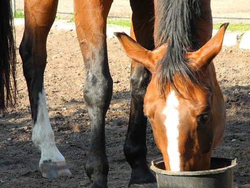 horse-eating-from-bucket-smaller-for-website.jpg