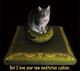 Boon Decor Meditating Cat Not For Sale