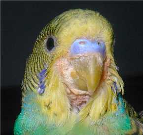 sick bird symptom guide