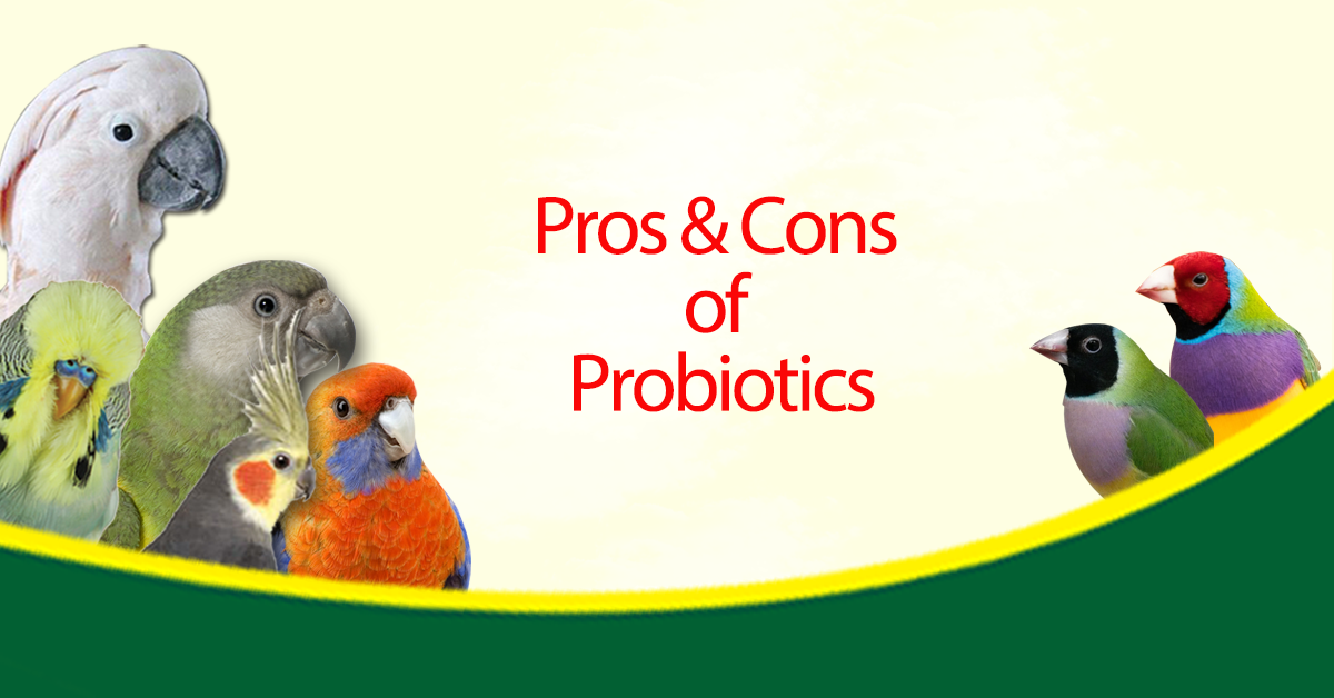 Pro's and Con's of probiotics - The Birdcare Company - bird supplements
