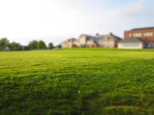 grass.jpg