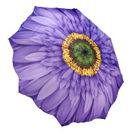 Purple Daisy Reverse Close Umbrella