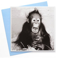 5 PACK of Camden Graphics Black And White Chimp