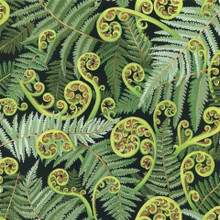 Koru Frond 1/2 Meter Length