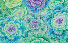 Brassica Green  1/2 Metre Length
