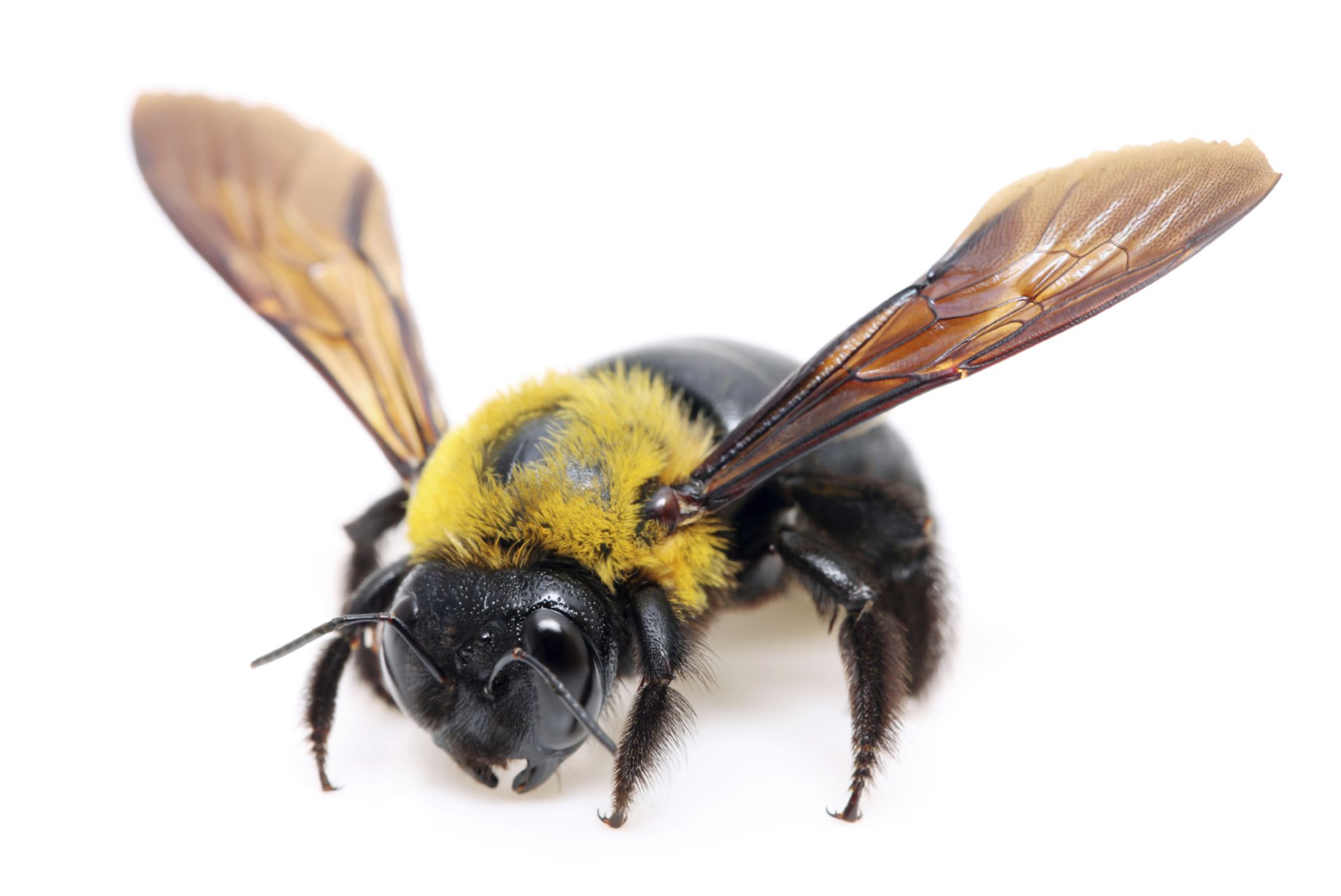 How To Get Rid of Carpenter Bees