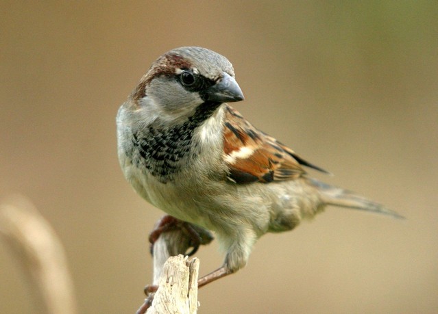 Learn how to get rid of sparrows.