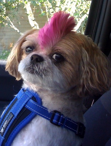 shih tzu mohawk cut