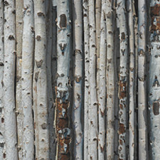 Birch Wood 12x12 Scrapbook paper