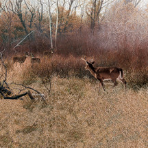 Artist: Patrick Gibbs 