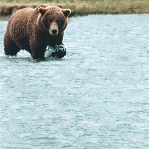 Bear Wonder